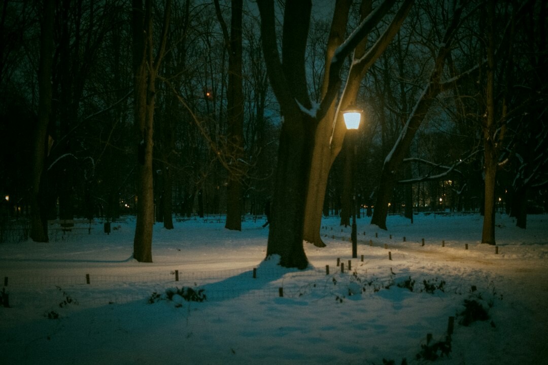 dark forest path at night