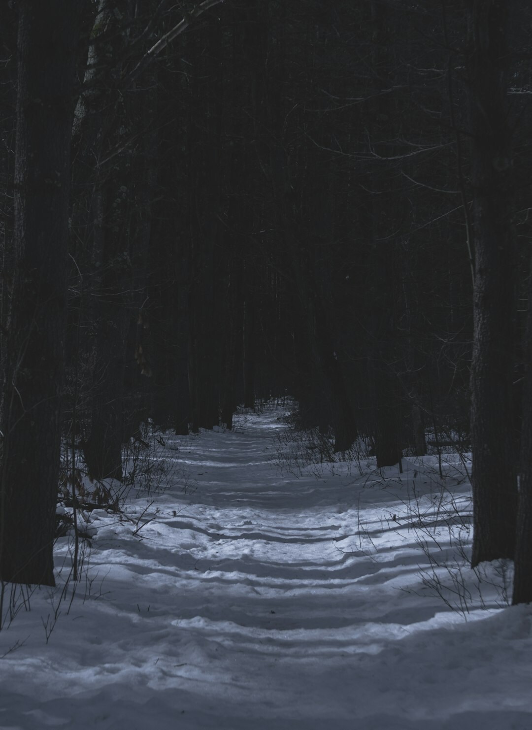 dark forest path at night
